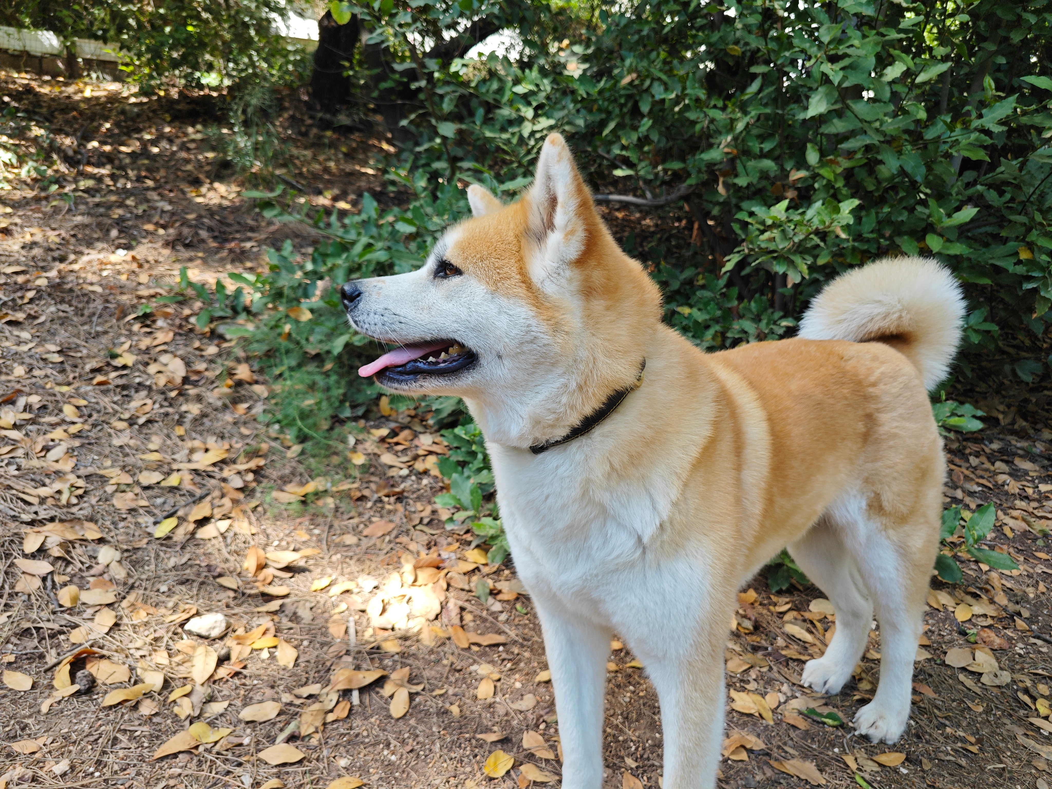 Charlotte, the Akita