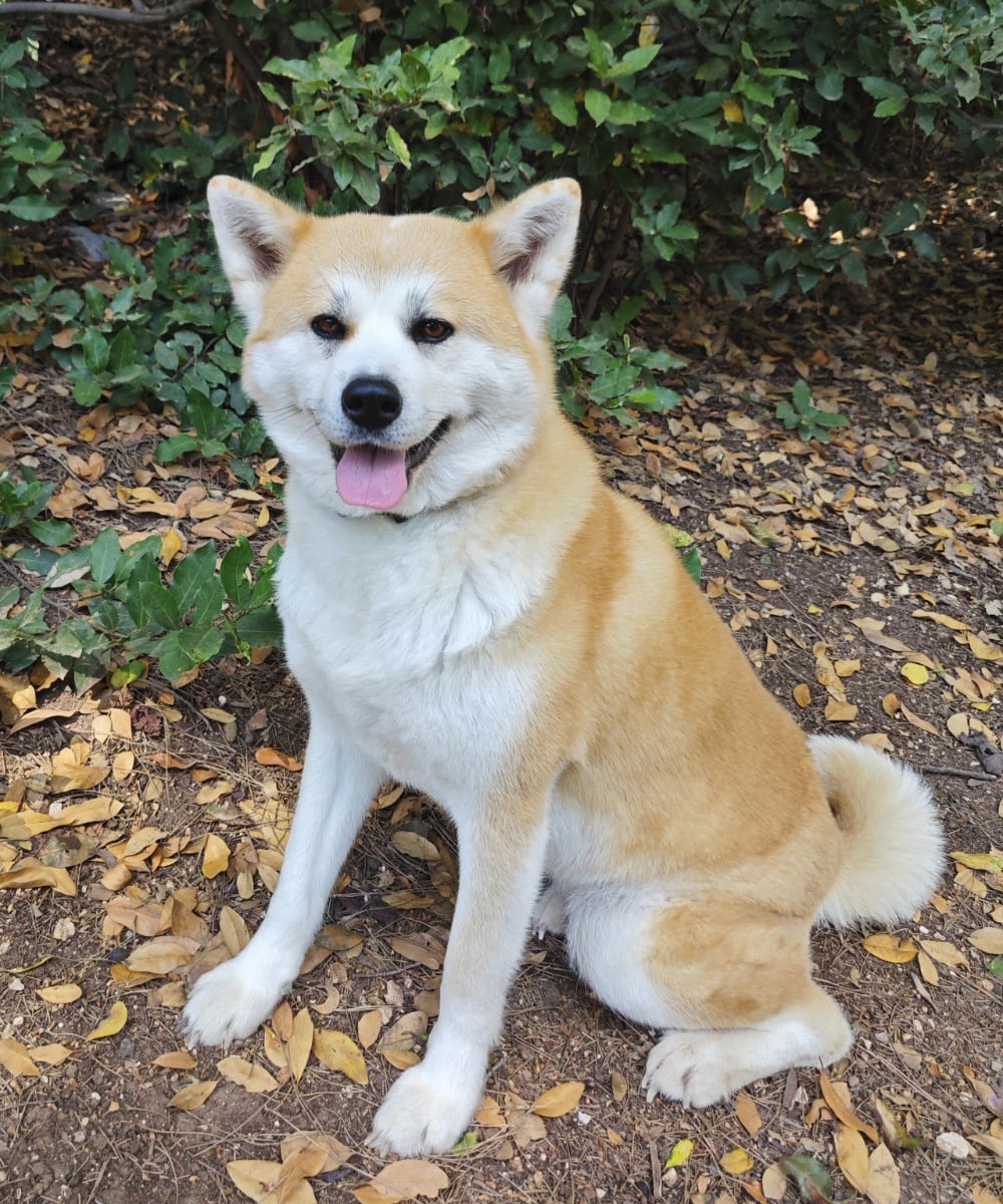 Charlotte, the Akita