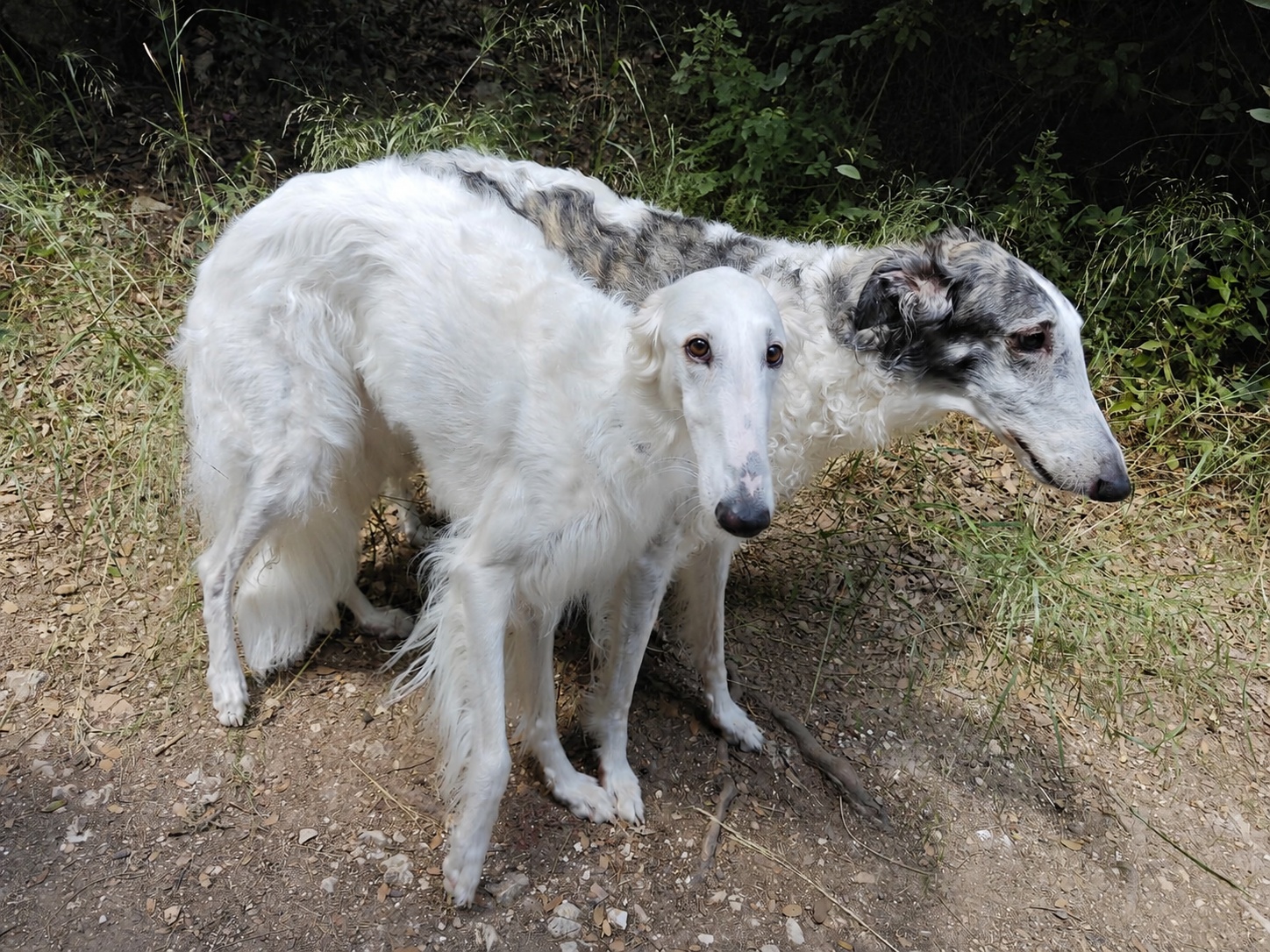 Anouk, Russian Borzoi