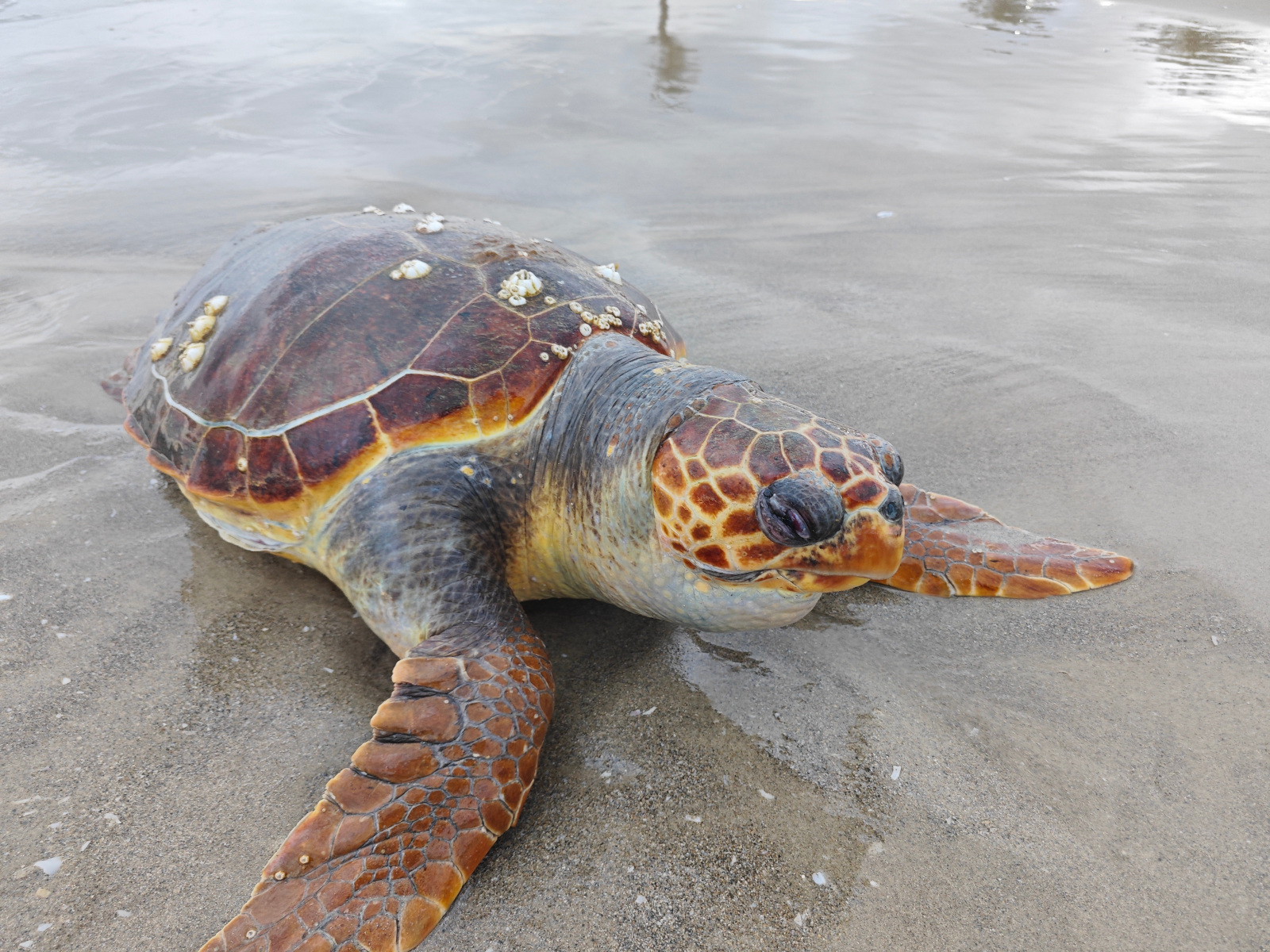 I am a sea turtle