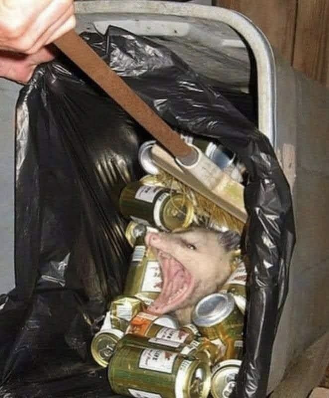 Bob the Opossum 