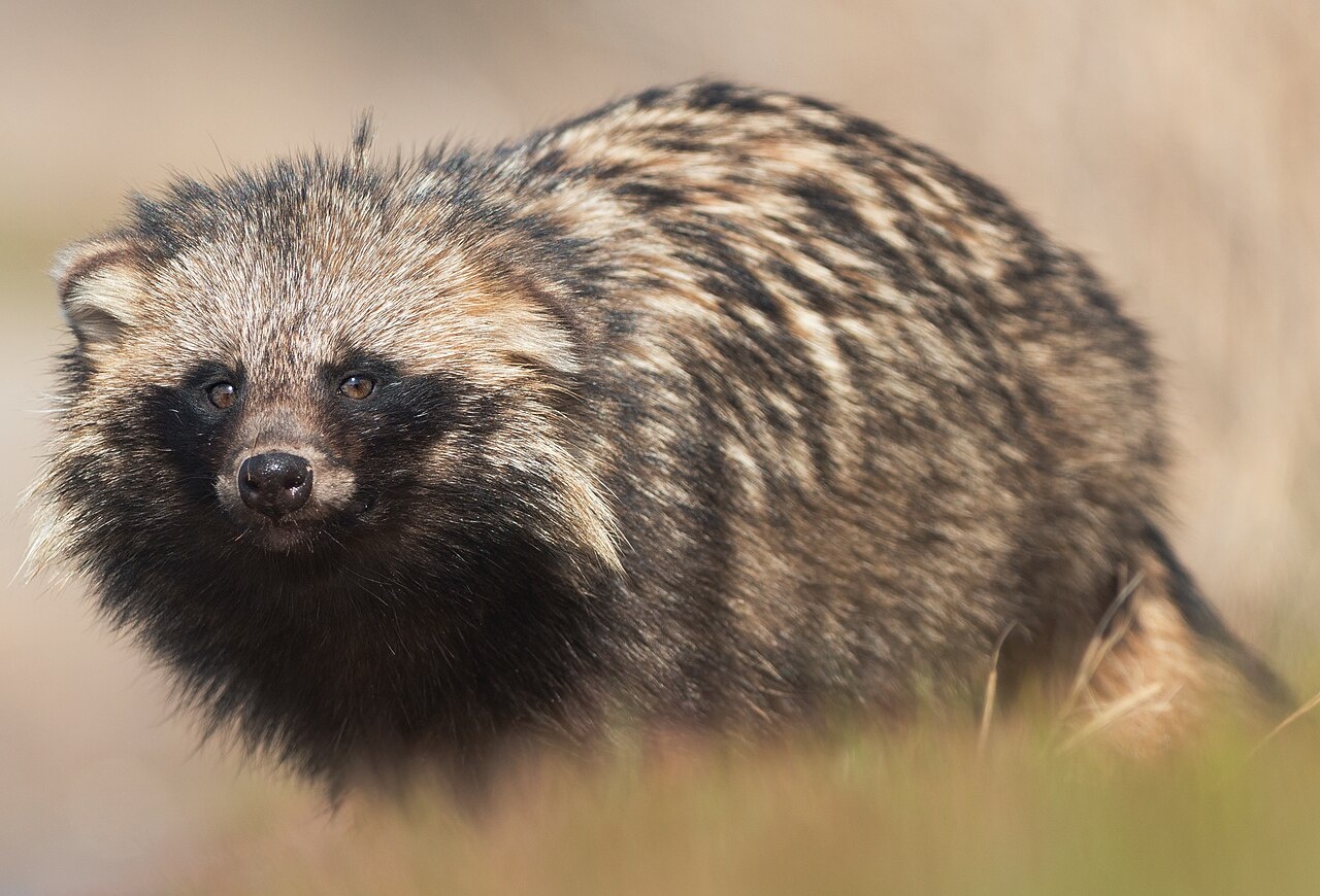Tanuki