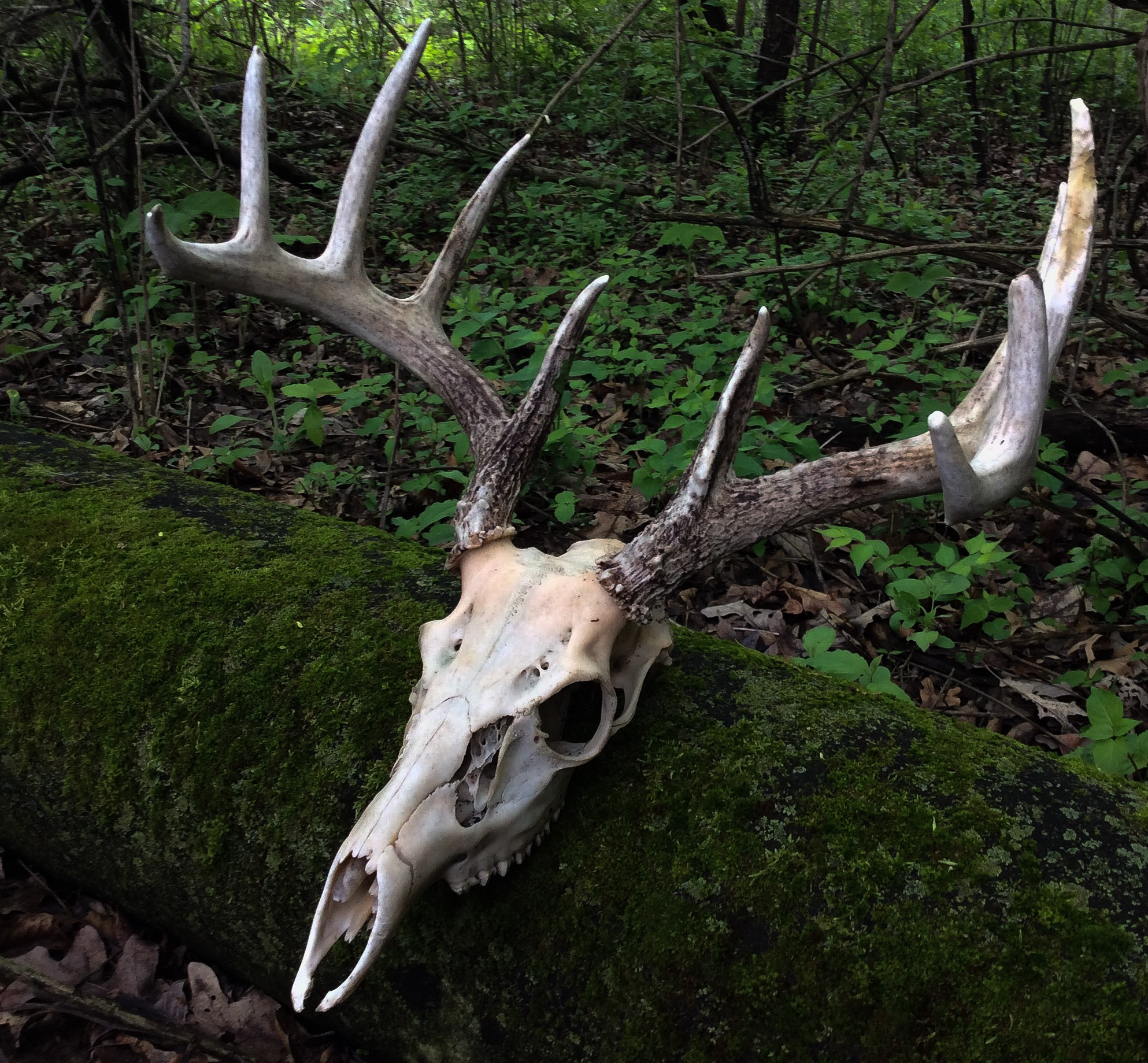 The Hunted Deer